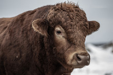 Limousin Bull Cow Outside In Winter