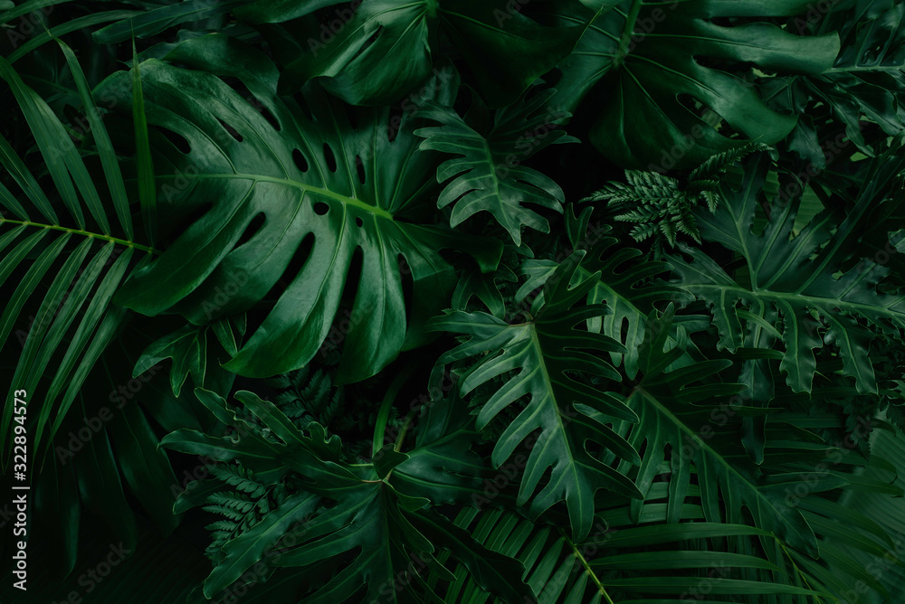 Monstera green leaves or Monstera Deliciosa in dark tones, background or green leafy tropical pine forest patterns for creative design elements. Philodendron monstera textures - obrazy, fototapety, plakaty 