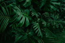 Monstera Green Leaves Or Monstera Deliciosa In Dark Tones, Background Or Green Leafy Tropical Pine Forest Patterns For Creative Design Elements. Philodendron Monstera Textures