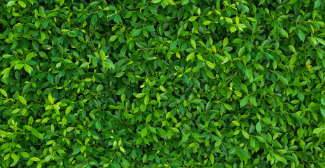 green leaves wall background, leaf wall nature background, 