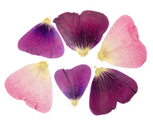 Pressed And Dried Delicate Petals Of Flowers Of Mallow (malva), Isolated On White Background. For Use In Scrapbooking, Pressed Floristry Or Herbarium.
