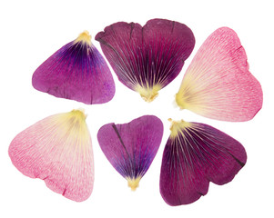 Wall Mural - Pressed and dried delicate petals of flowers of mallow (malva), isolated on white background. For use in scrapbooking, pressed floristry or herbarium.