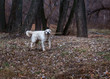 © tatyana_k_foto - Labrador for a walk in the woods