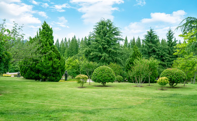 Wall Mural - grass and trees in the park under the blue sky..