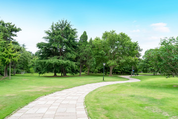 Wall Mural - grass and trees in the park under the blue sky..