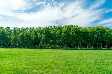 Wall Mural - grass and trees in the park under the blue sky..
