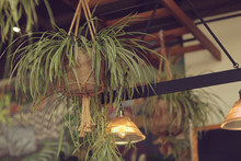 Hanging Planters With Green Plants In Cafe