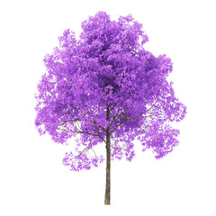 Wall Mural - Tree on a white background. Tree with purple foliage. Clipping path included. 3D rendering.