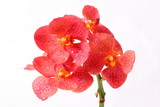 Fototapeta Storczyk - Red orchids on white background