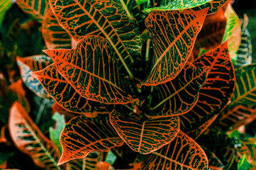 Colorful croton leaves. multi-colored bright leaves multi-colored bright Codiaeum Variegatum leaves. texture of colored leaves background. yellow, green red burgundy.