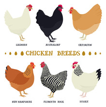 Farming Today Vector Illustrations Of The Popular Chicken Breeds Isolated Objects Cartoon Flat Style Organic Farm Countryside And Farmland, Agricultural Industrial