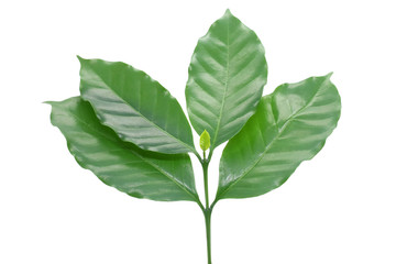 Coffee leaves green top leaf on white background.