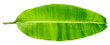 canvas print picture - Banana leaf three banana leaves completely separated from the white background