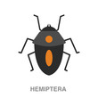 hemiptera flat icon on white transparent background. You can be used black ant icon for several purposes.	