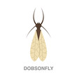 dobsonfly flat icon on white transparent background. You can be used black ant icon for several purposes.	