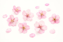 Cherry Blossoms White Background