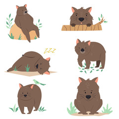 Wall Mural - Set of Australian wombats in different poses