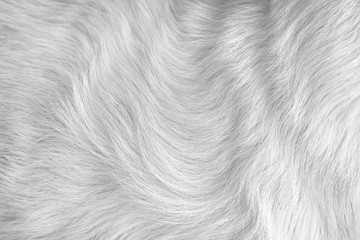 Wall Mural - Cat fur gray texture seamless patterns abstract , animal skin light bright short smooth background