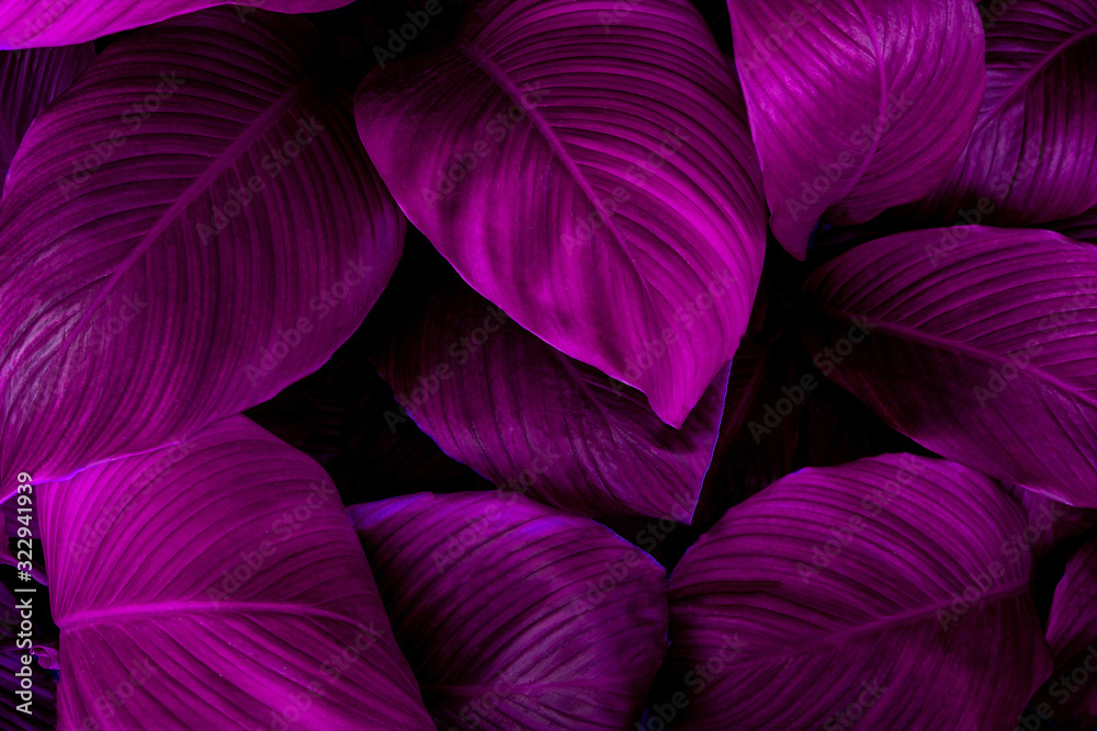 leaves of Spathiphyllum cannifolium, abstract purple texture, nature background, tropical leaf - obrazy, fototapety, plakaty 