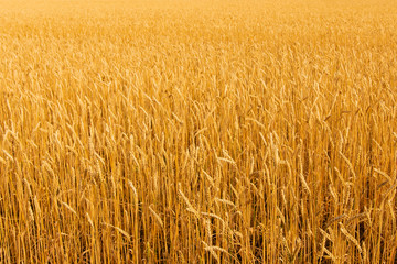 wheat field and harvesting.