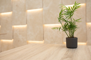 Green plant in a black flowerpot on a wooden desk