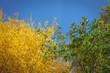 Sommerlicher Anblick zweier Bäume mit gelben und grünen Blättern unter blauem Himmel zentriert.