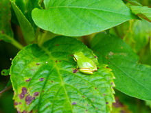 Japanese Tree Frog - Hyla Japonica - Is On The Leaf In Yamaguchi City, JAPAN.