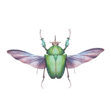 Watercolor Green Beetle Illustration. Hand Drawn Bug With Wings Isolated On White Background. Natural Print Design