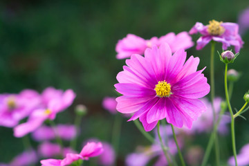 Wall Mural - closeup beautiful pink cosmos flower in the field with sunlight at morning, selective focus