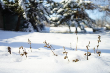 Canvas Print - Dry wild flowers grow in white snowy garden.