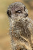 Fototapeta Zwierzęta - Funny animal meme image of photogenic meerkat smiling for camera