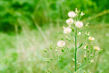 white grass flower blooming  spring nature   background