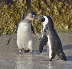 Wall Mural - Kissing African penguins on the beach. African penguin ( Spheniscus demersus) also known as the jackass penguin and black-footed penguin. Boulders colony. Cape Town. South Africa