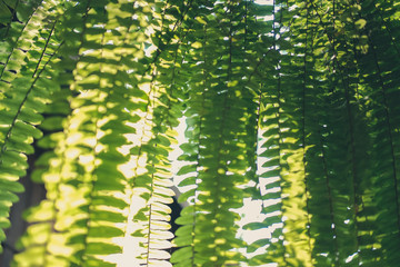 sunlight light on green fern plant leaves. tropical rainforest foliage