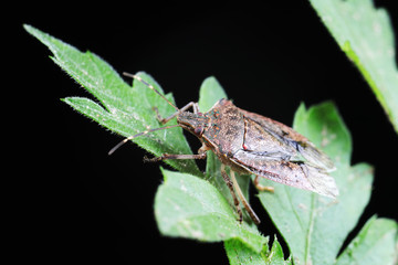 Poster - Halyomorpha halys on green leaves