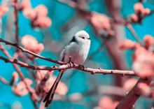 Natural Background With A Long-tailed Tit Sits In A Sunny Spring Garden Among Pink Branches