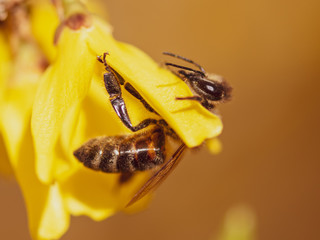 A bee collects honey from a yellow flower in spring