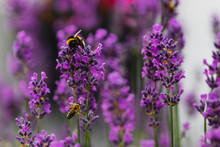 Bees Eating Nectar From A Purple Flower