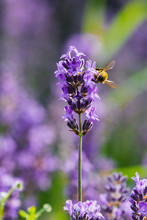 A Bee Eating Nectar From A Purple Flower
