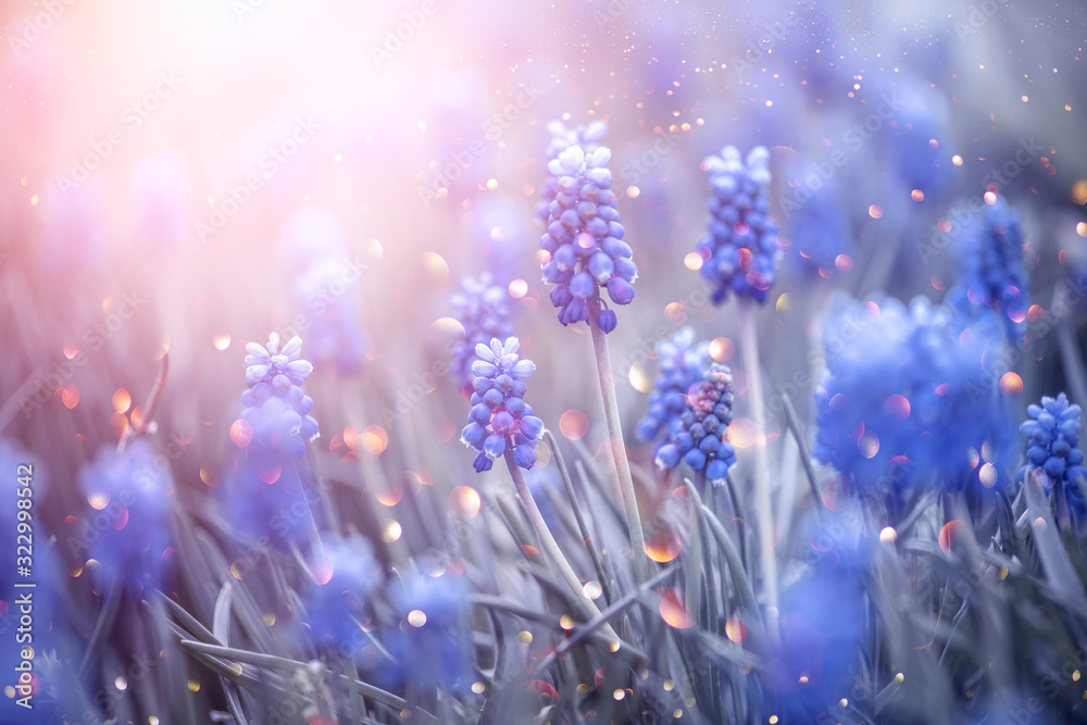 Spring muscari hyacinth flowers. Beautiful Blue spring Easter holiday nature background with blue blossoming flowers closeup. Spring flower backdrop.  - obrazy, fototapety, plakaty 