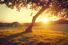 Beautiful Nature Landscape. Alpine Meadow With An Old Fig Tree Over Sunset. Grass Closeup With Sunbeams. Beautiful Nature Landscape With Sun Flare