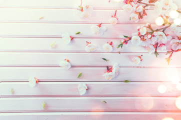 Fotomurales - Easter Spring Blossom on white wooden plank background. Easter Apricot flowers on wood, border art design. Pink blooming tree on wood backdrop closeup. 