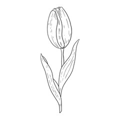 Wall Mural - Tulip hand drawn outline drawing.Black and white image.Stylized image of a Tulip flower.One Tulip isolated on a white background.Vector