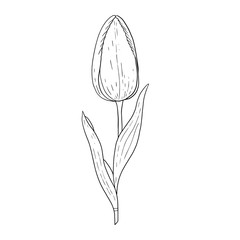 Wall Mural - Tulip hand drawn outline drawing.Black and white image.Stylized image of a Tulip flower.One Tulip isolated on a white background.Vector
