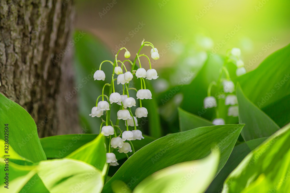Lily of the valley (Convallaria majalis), blooming in the spring forest, close-up - obrazy, fototapety, plakaty 