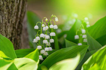 Lily of the valley (Convallaria majalis), blooming in the spring forest, close-up