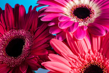 Macro Photo Of Red And Pink Gerbera Flowers On A Blue Background