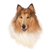 The Rough Collie Is A Long-coated Dog Breed. Head Of The Long-Haired Collie Isolated On White Background. Animal Art Collection: Dogs. Hand Painted Illustration Of Pet. Design Template. Good For Print