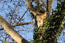 Ivy Climbing At Trunk Of A Plane Tree
