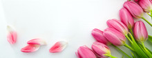Pink Tulips Isolated On White Wood Background. Celebrations Background.